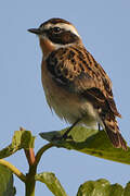 Whinchat