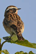 Whinchat