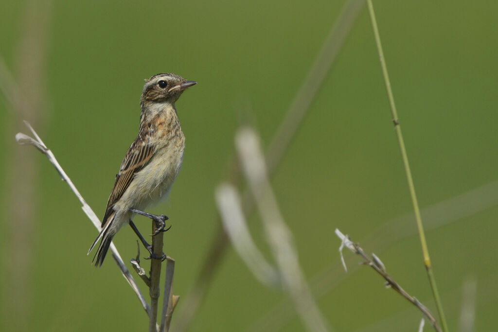 Whinchatjuvenile, identification