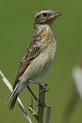 Whinchat