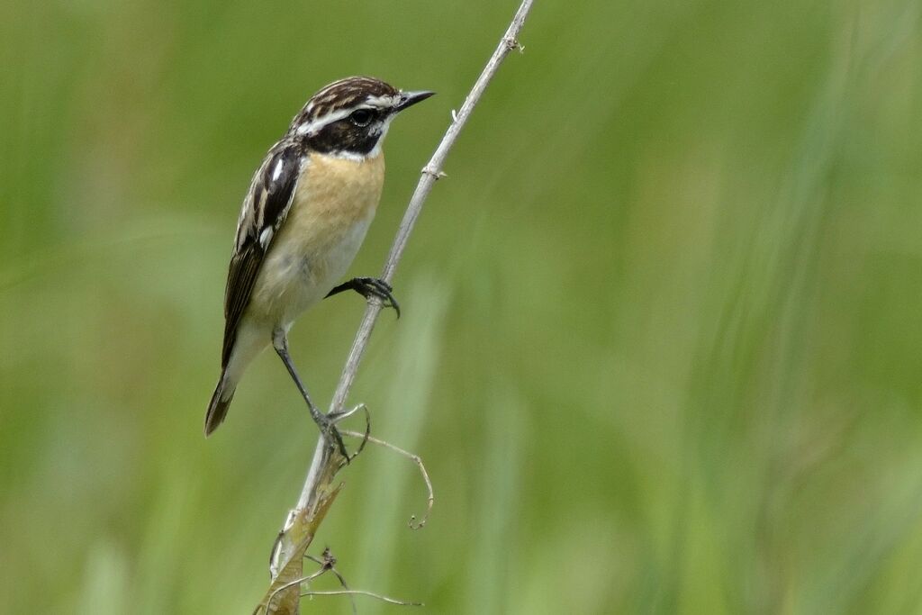 Whinchat male adult, identification