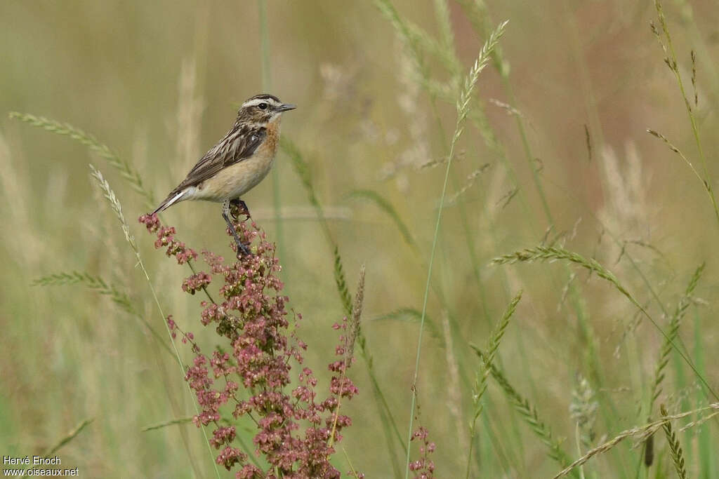 Whinchat female adult breeding, habitat, Behaviour