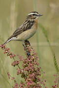 Whinchat