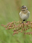 Whinchat