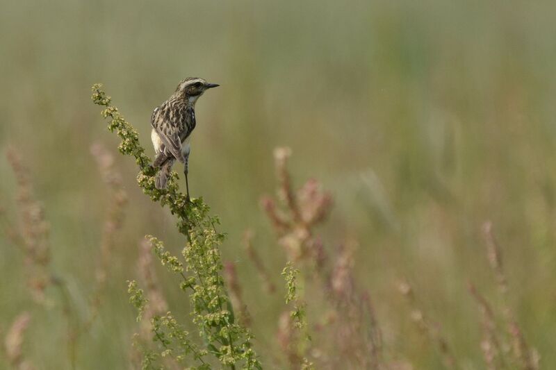 Whinchat female adult