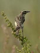 Whinchat