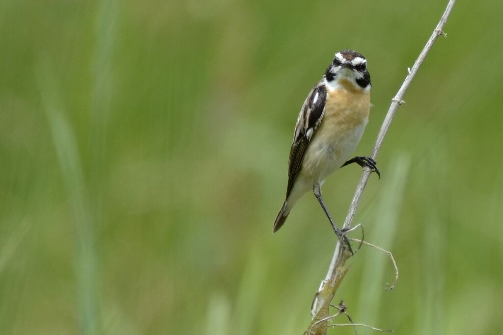 Whinchat male adult, identification