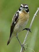 Whinchat