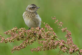 Whinchat