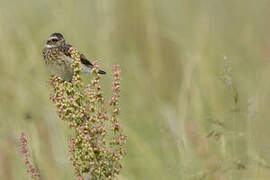 Whinchat