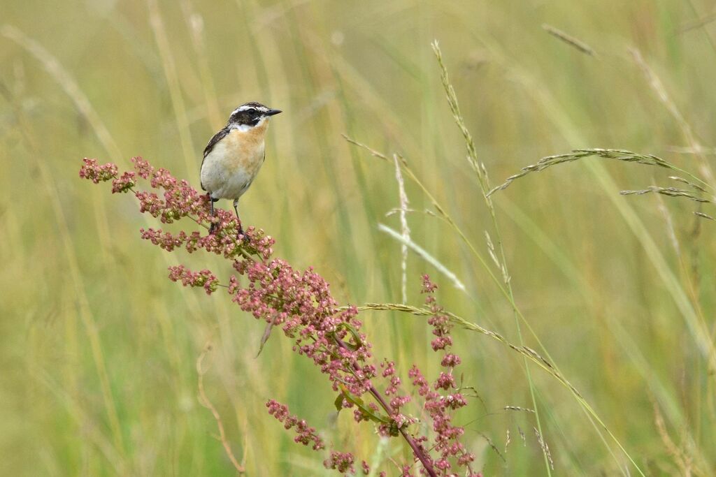 Whinchat male adult