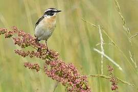 Whinchat