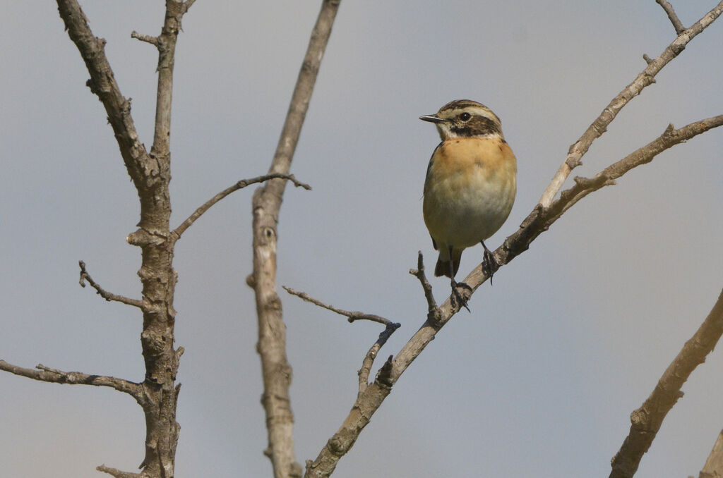 Whinchat female adult