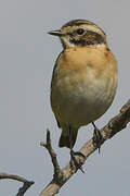 Whinchat