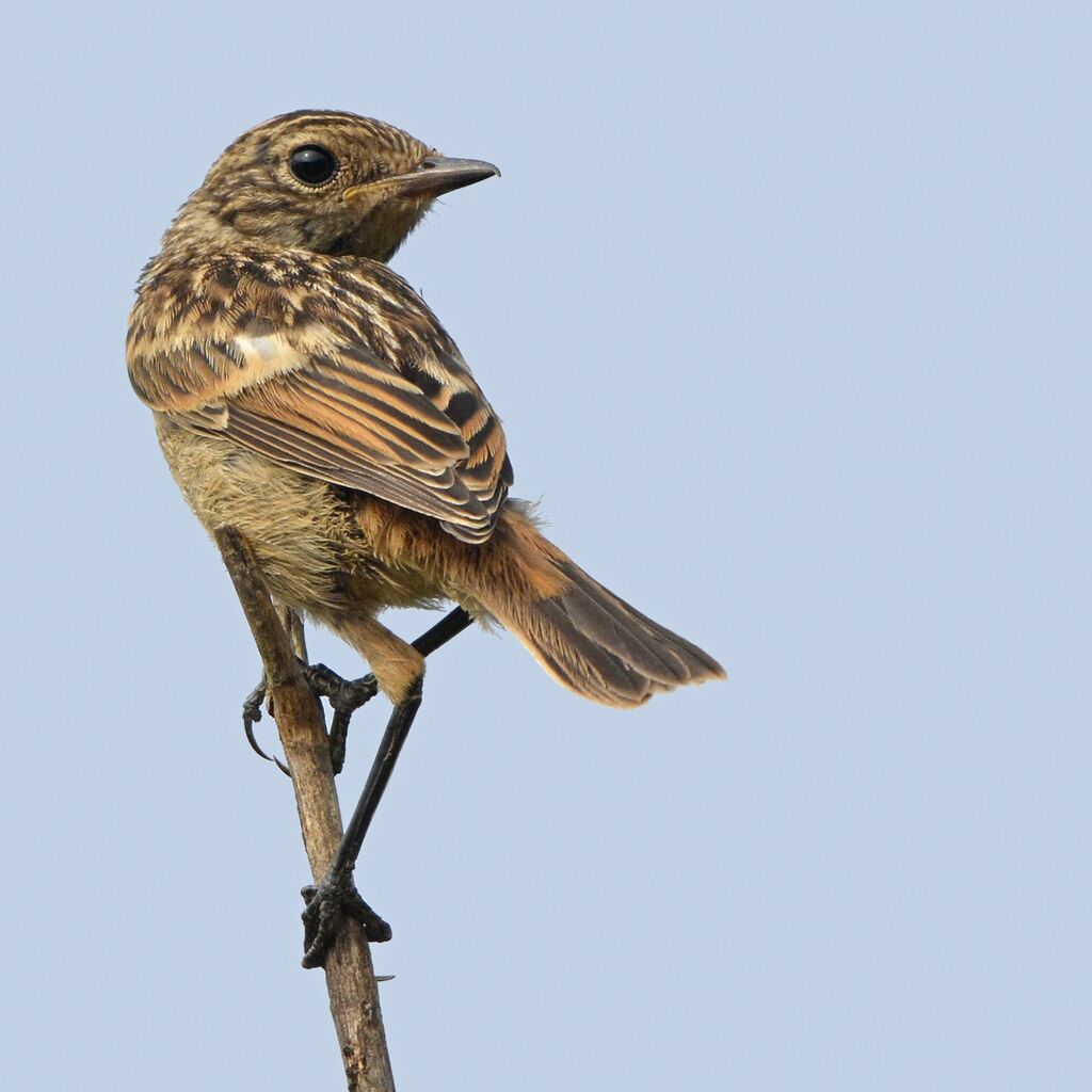 European Stonechatjuvenile, identification