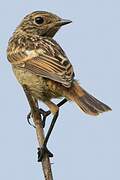 European Stonechat