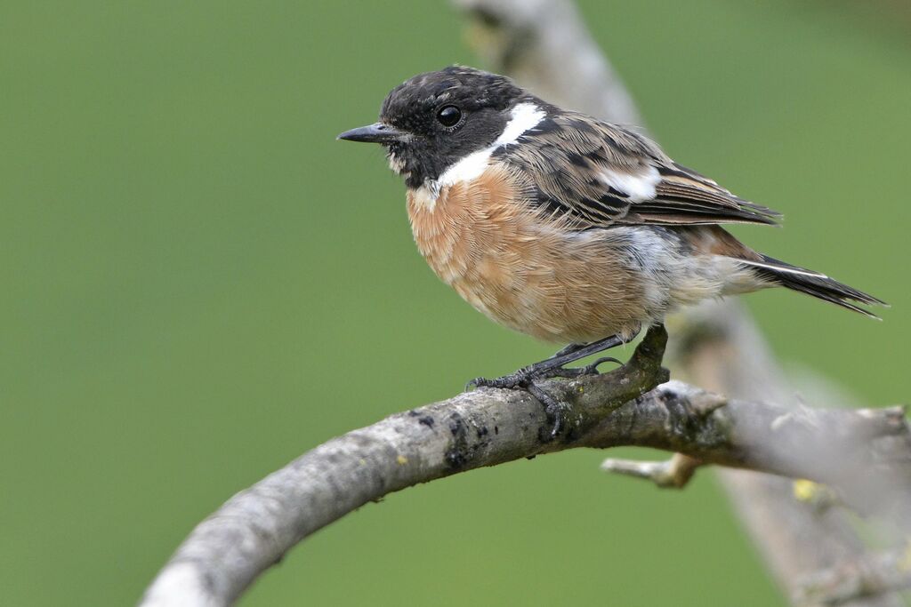 European Stonechat, identification