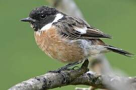 European Stonechat