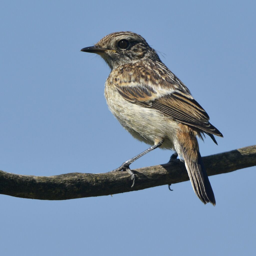 Tarier pâtrejuvénile, identification