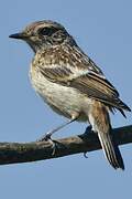 European Stonechat