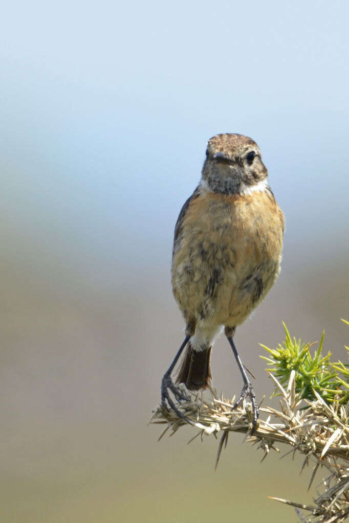 European Stonechat female adult