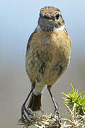 European Stonechat