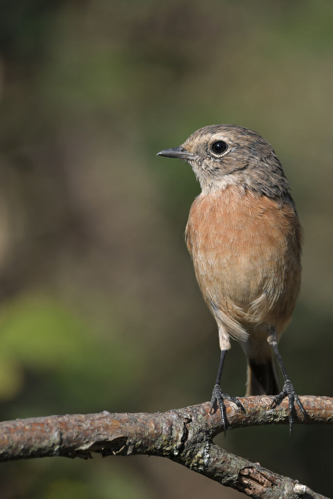 European Stonechat female adult, identification