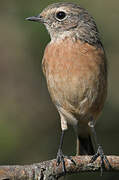 European Stonechat