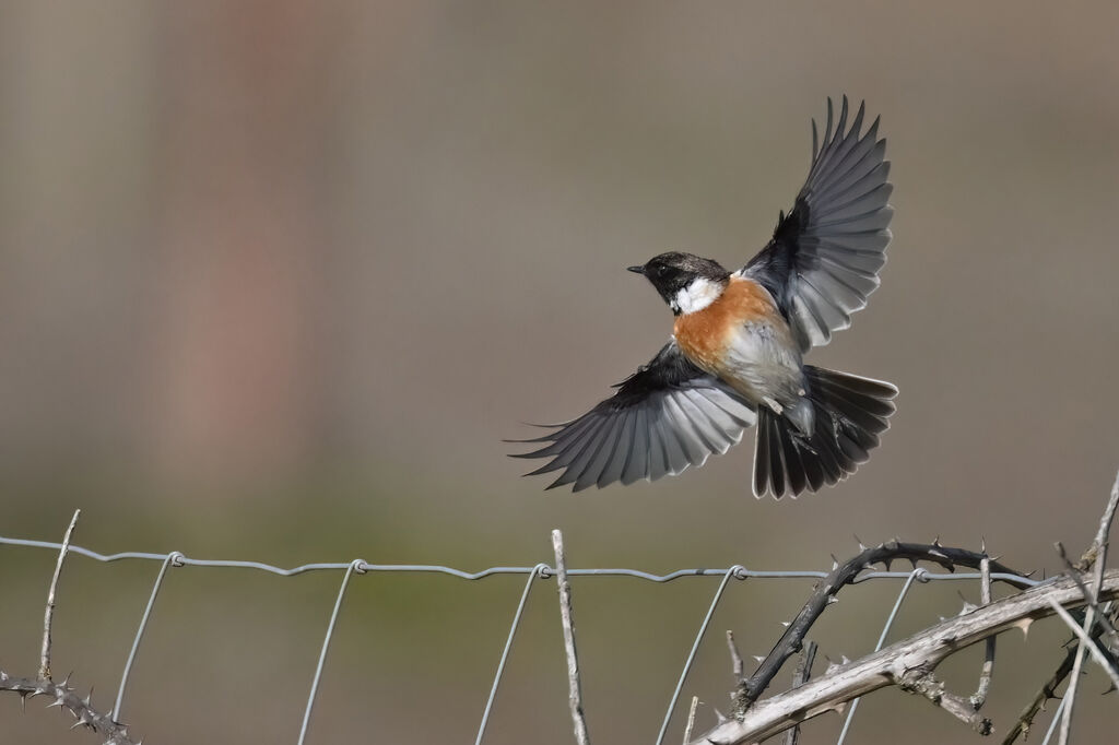 European Stonechat male adult, Flight