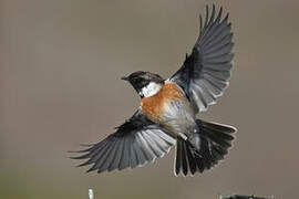 European Stonechat