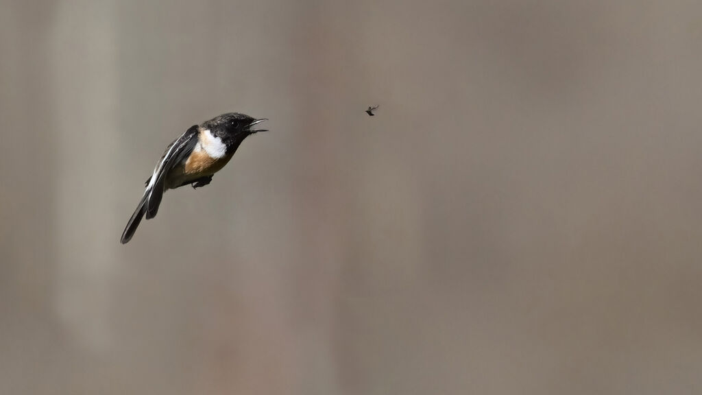 Tarier pâtreadulte, Vol, régime, pêche/chasse