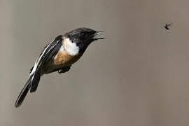 European Stonechat