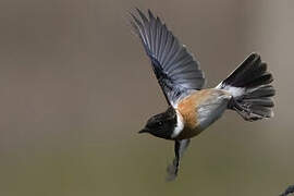 European Stonechat