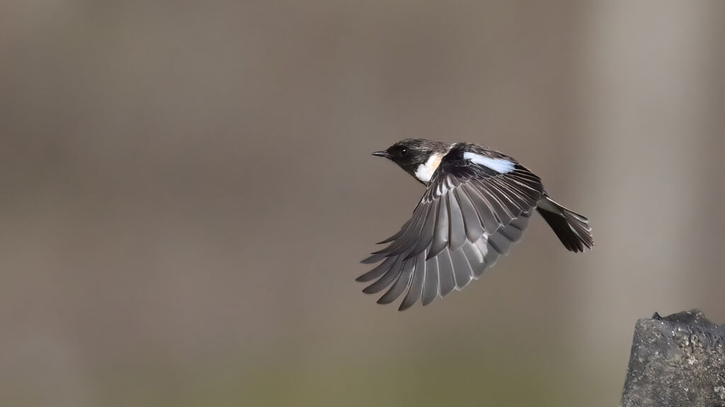 European Stonechat male adult, Flight