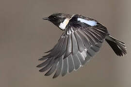 European Stonechat