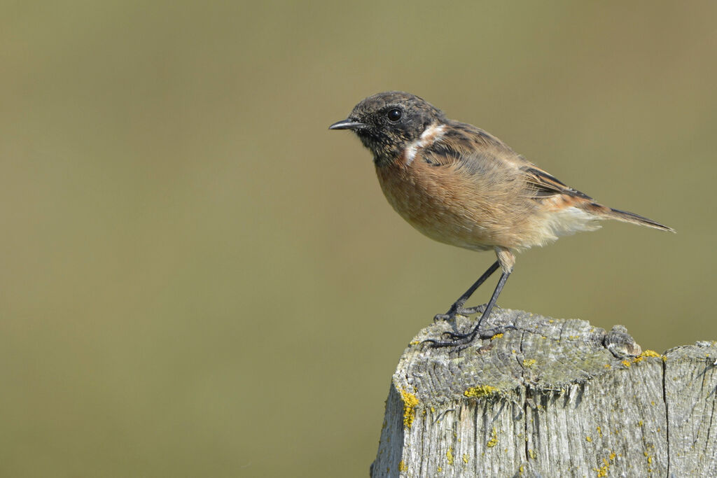 European Stonechat male adult, identification