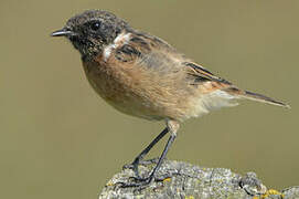 European Stonechat