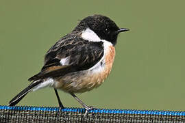 European Stonechat