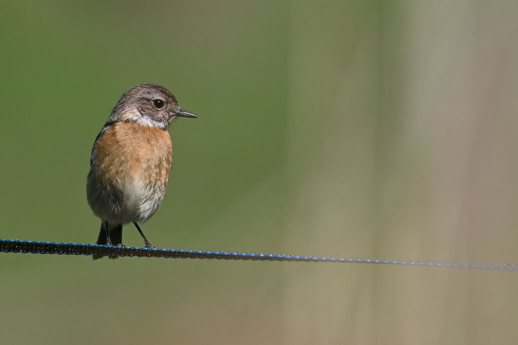 European Stonechat female adult, identification