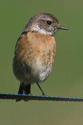 European Stonechat