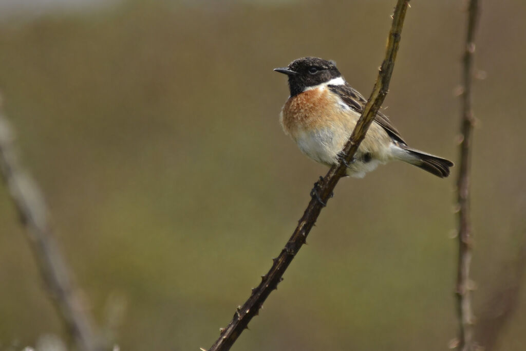 European Stonechat male adult, identification