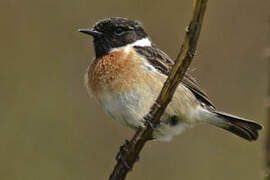 European Stonechat