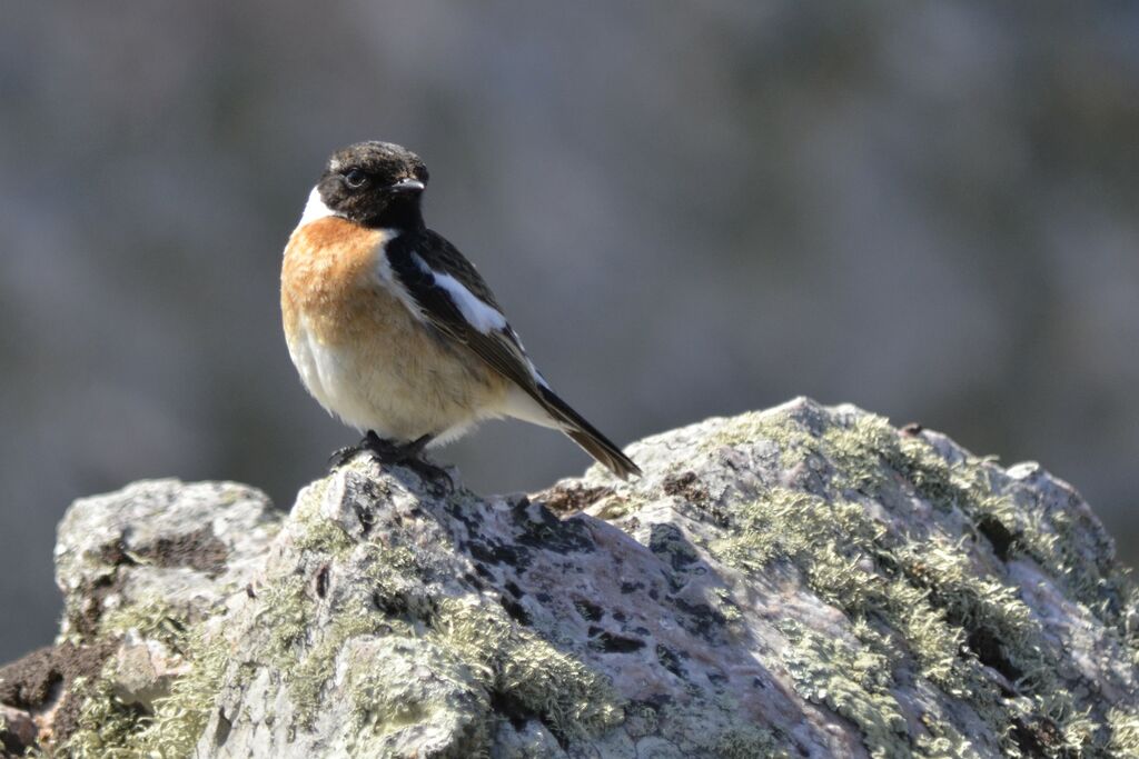 European Stonechat male adult