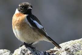 European Stonechat