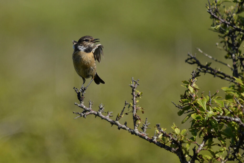 European Stonechat female adult