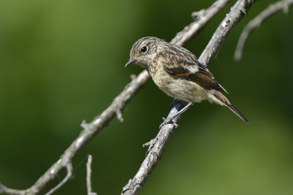 European Stonechatjuvenile