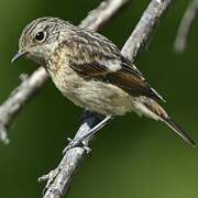 European Stonechat