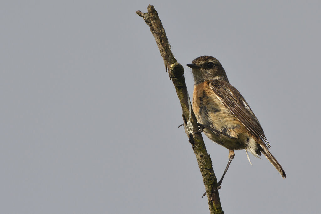 European Stonechat female adult