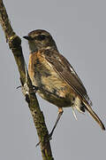 European Stonechat