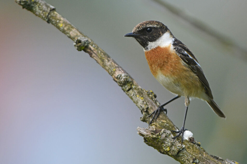 European Stonechat male adult, identification